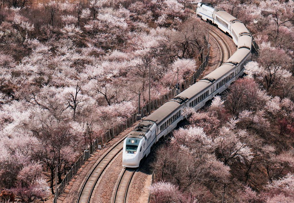 居庸関の花の海を走り抜ける高速鉄道「和諧号」（写真著作権は東方ICが所有のため転載禁止）。