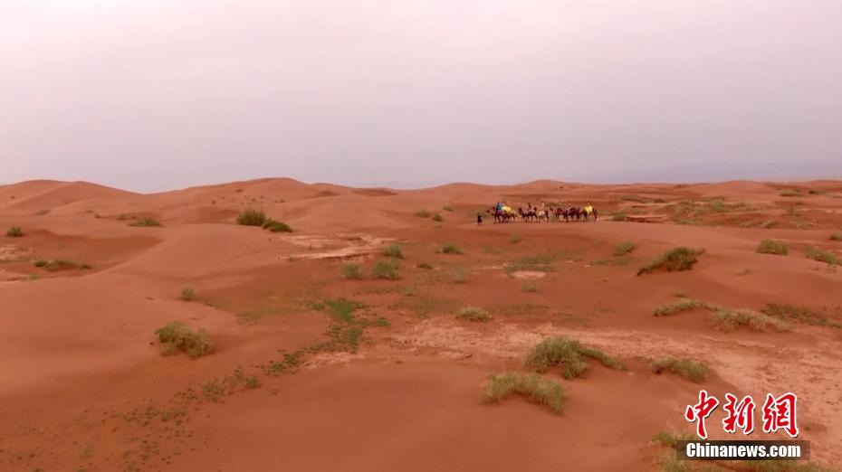 ラクダに乗って赤い砂漠を観光する観光客（撮影・尚志剛）。