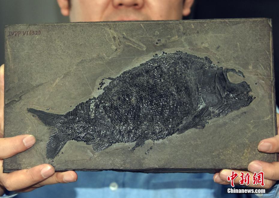 中国の科学者、2億4400万年前の「盤州暴魚」を発見