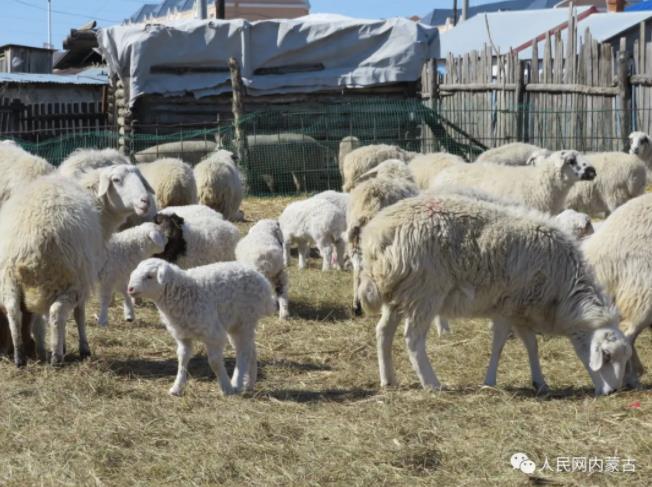 草原に春の訪れ、子羊や子牛が次々と誕生　内蒙古