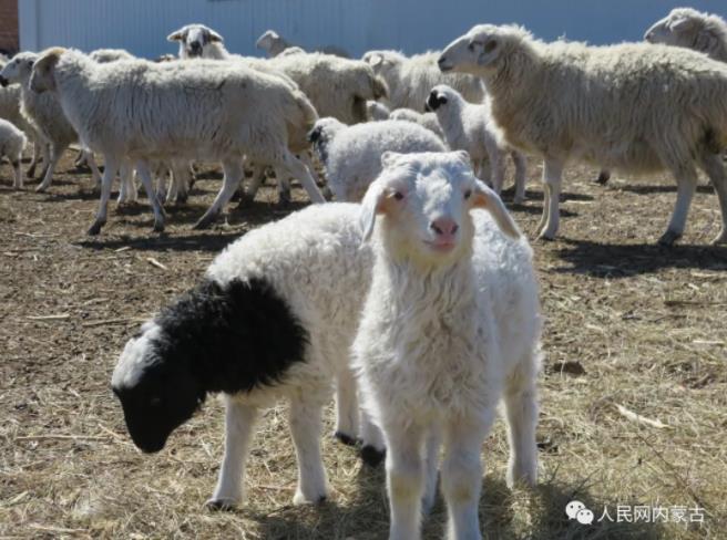 草原に春の訪れ、子羊や子牛が次々と誕生　内蒙古