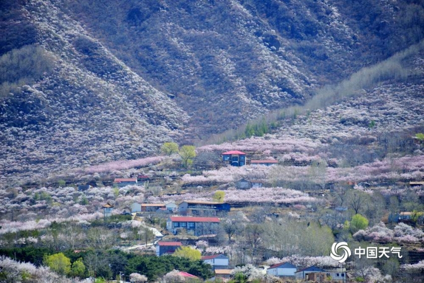 アンズの花咲き誇り、「桃源郷」のような景色広がる百花山　北京