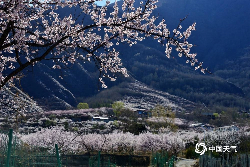 アンズの花咲き誇り、「桃源郷」のような景色広がる百花山　北京