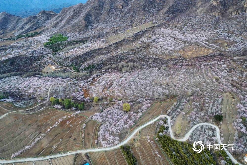 アンズの花咲き誇り、「桃源郷」のような景色広がる百花山　北京