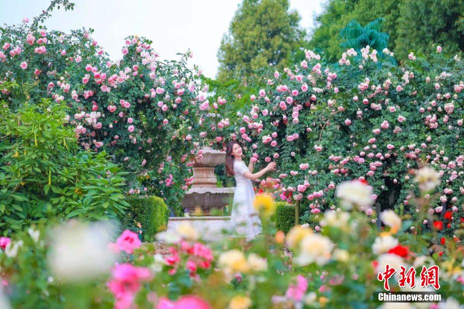 世界各地から集められた約700品種の最高級のバラが観光客を魅了　四川省成都