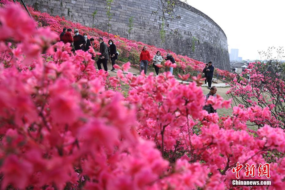 明代の城壁沿いに満開となったツツジ　江蘇省南京市