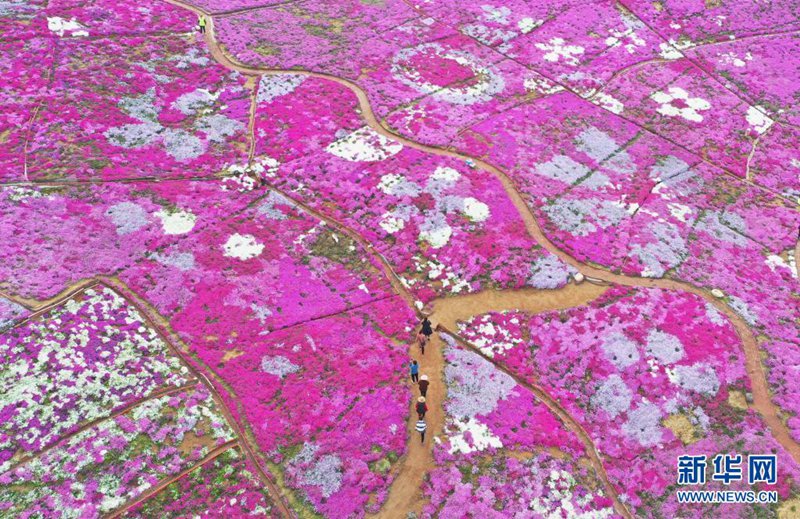 観光客を魅了する一面のシバザクラ　河北省遷西