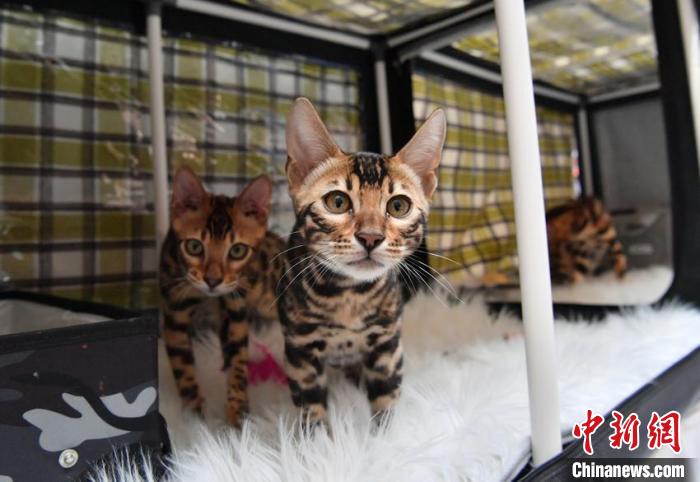 数百匹の猫ちゃん大集合！長春で「名猫コンテスト」　吉林省