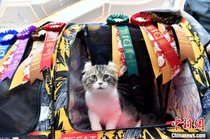 数百匹の猫ちゃん大集合！長春で「名猫コンテスト」　吉林省