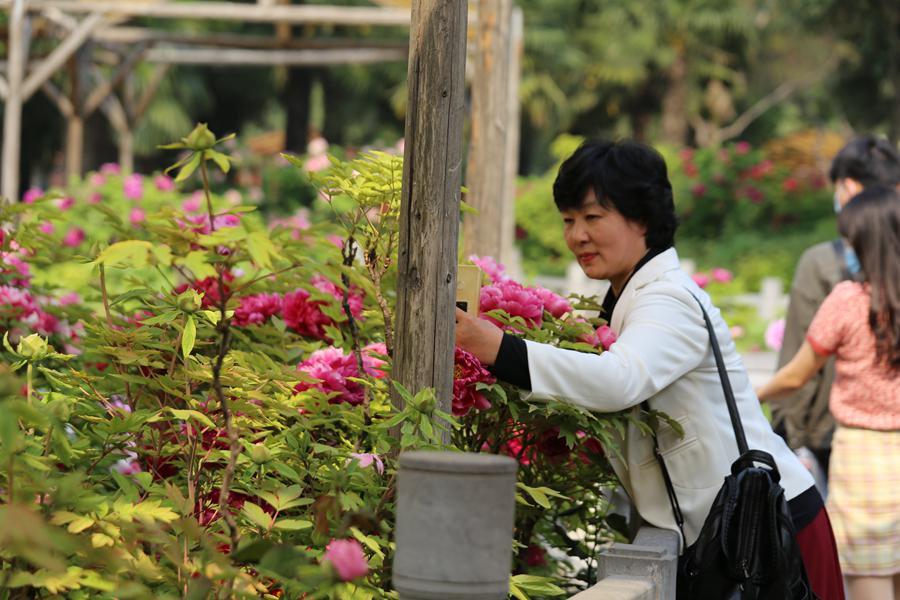 河南省洛陽市の牡丹の花が満開に　観光客で賑わいお祭りムード