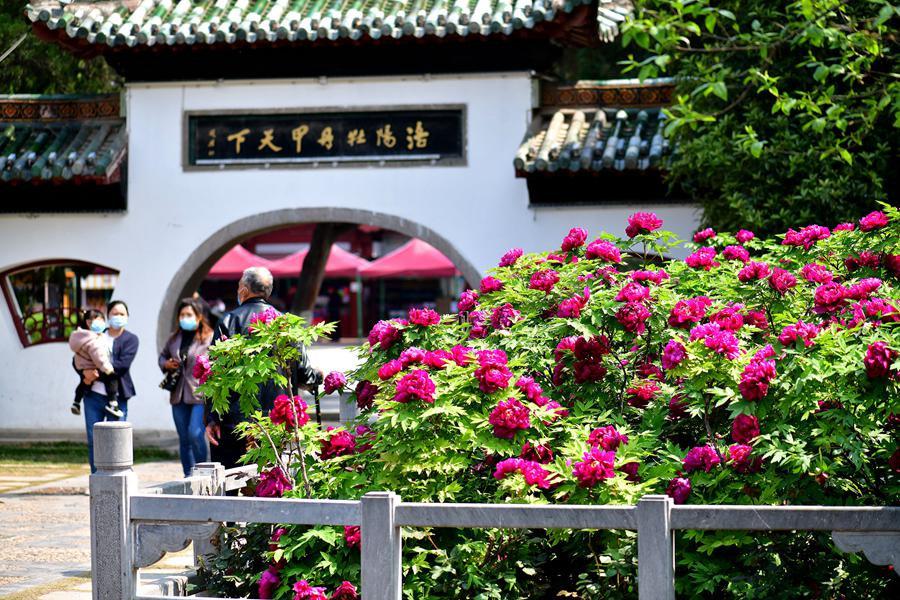 河南省洛陽市の牡丹の花が満開に　観光客で賑わいお祭りムード