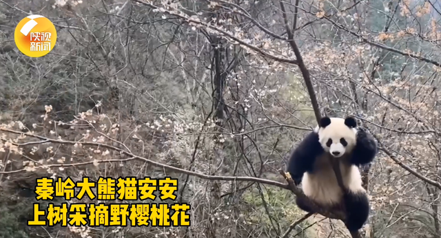 花摘みパンダ？桜の木に登る秦嶺のパンダ　陝西省