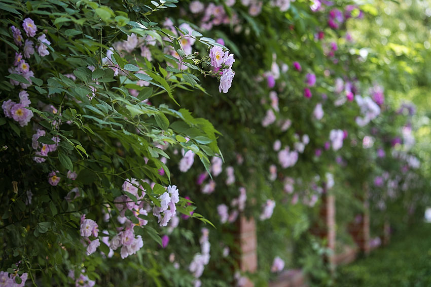 上海市嘉定区にある絶対行きたい長さ12キロのバラの垣根