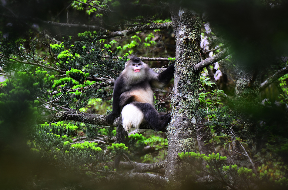 雲南キンシコウは生息する標高が最も高い霊長類の一種で、中国Ⅰ級重点保護野生動物に指定されている。（撮影・張志雲）。