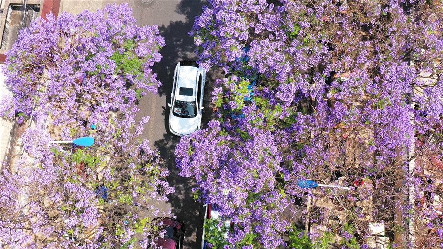ジャカランダ・ミモシフォリアの花が満開に　初夏の香り漂う昆明市