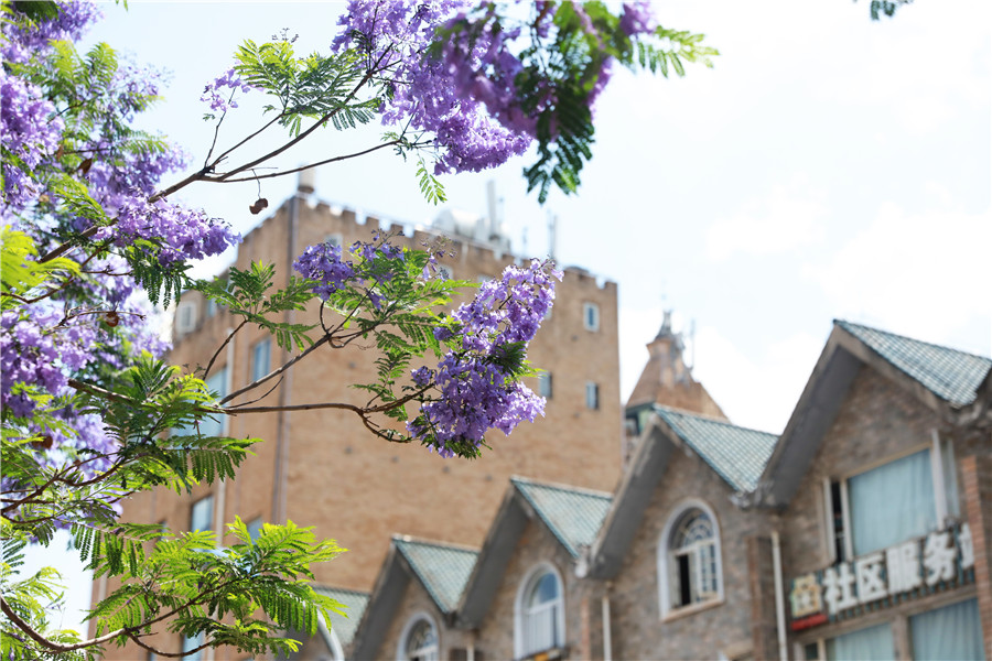 ジャカランダ・ミモシフォリアの花が満開に　初夏の香り漂う昆明市