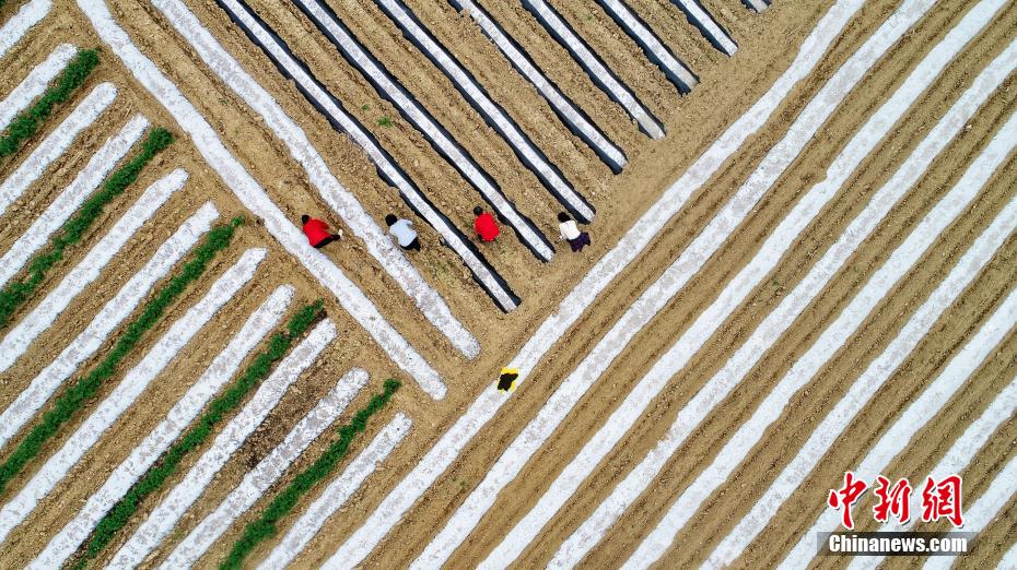 春の農作業に励む農民を上空から撮影　湖北省の三峡ダムエリア