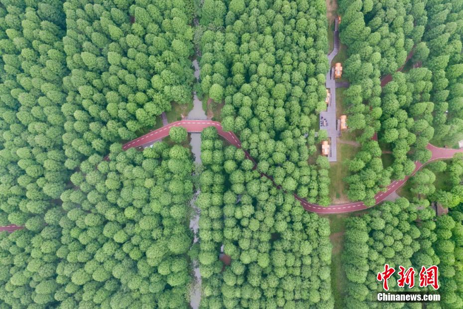 江蘇省東台黄海森林公園を上空から撮影