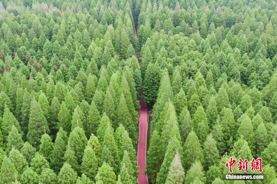 江蘇省東台黄海森林公園を上空から撮影