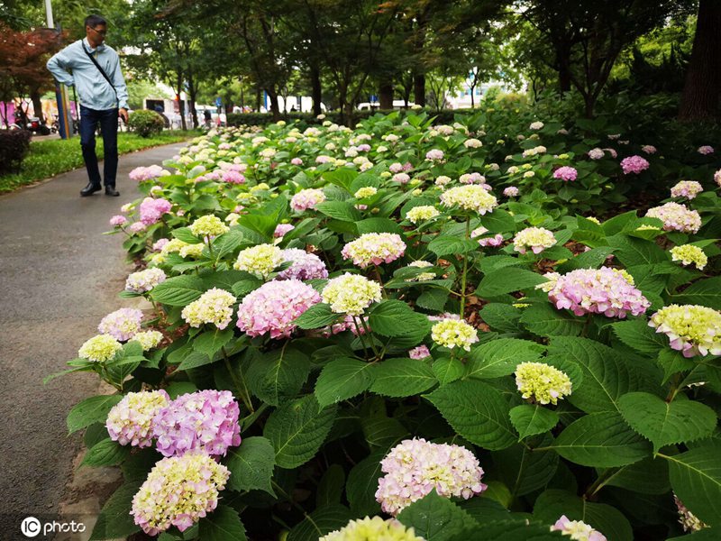 「夏入り」した上海の街に咲き誇る色とりどりのアジサイ