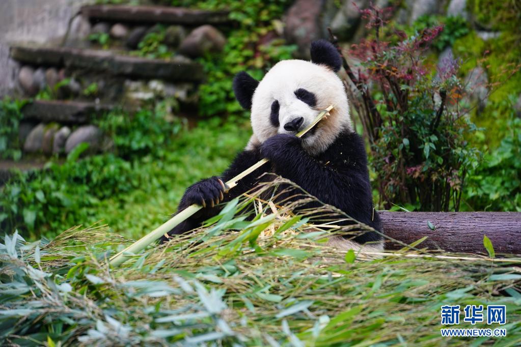 碧峰峡のジャイアントパンダを訪ねて　四川省