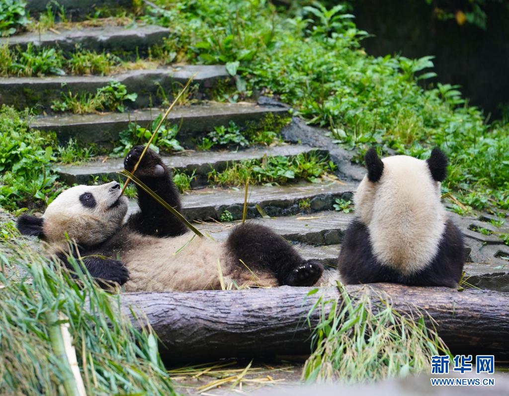 5月15日、中国ジャイアントパンダ保護研究センター雅安碧峰峡基地のパンダ（撮影・邢広利）。