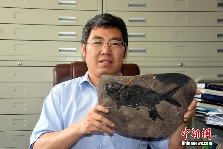 中国科学院が2億4400万年前の大型古魚類の化石を発見