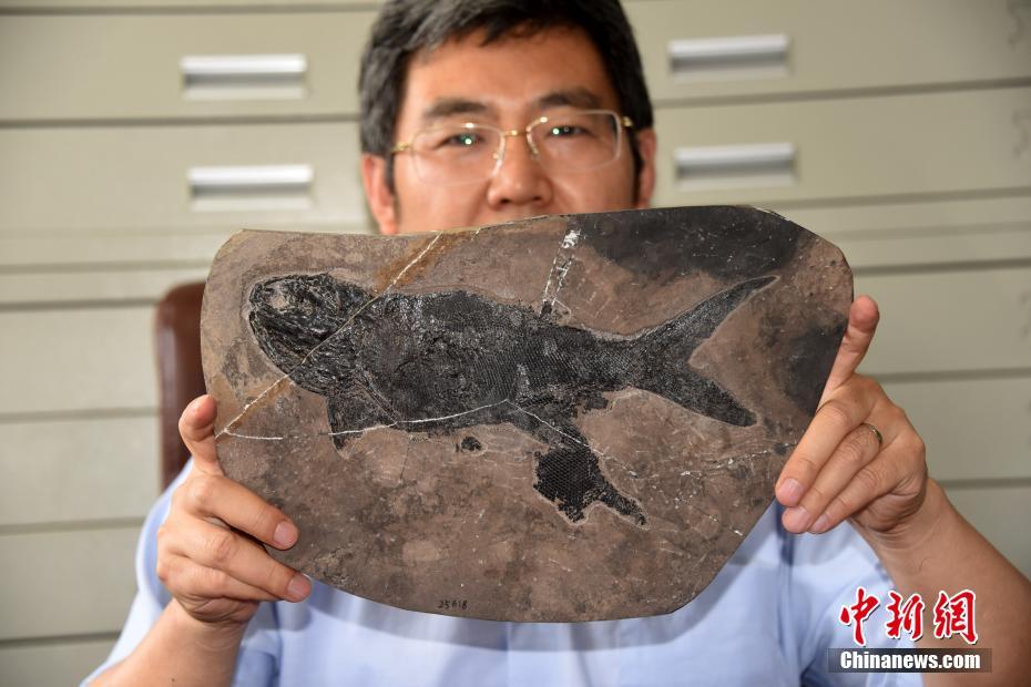 中国科学院が2億4400万年前の大型古魚類の化石を発見