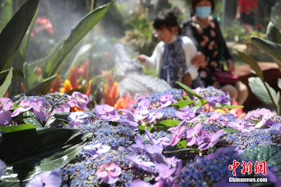 第10回中国花卉博覧会で「不思議な植物」を見よう