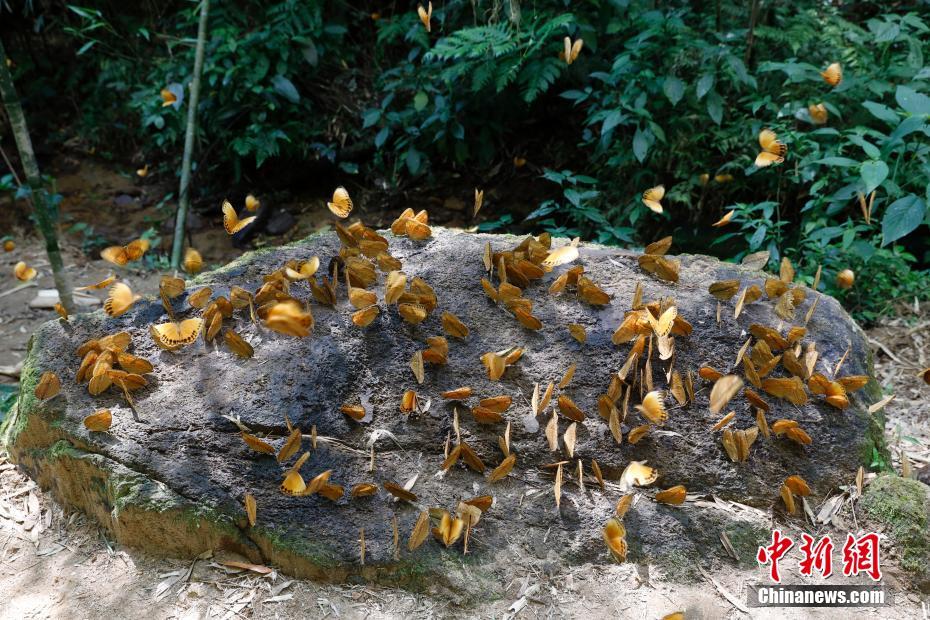雲南省でワモンチョウ1億5千匹が一斉羽化　10年ぶり