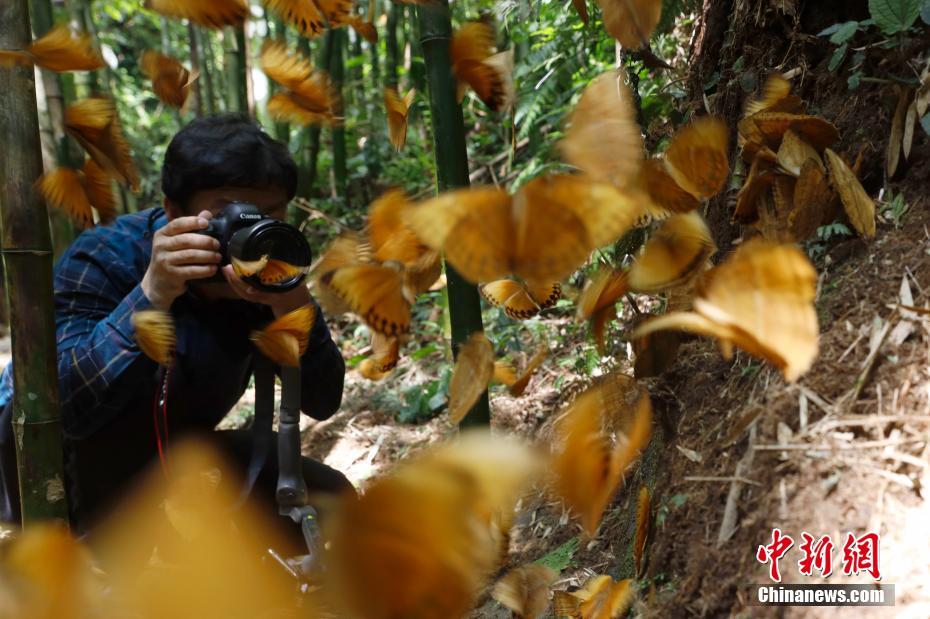 雲南省でワモンチョウ1億5千匹が一斉羽化　10年ぶり