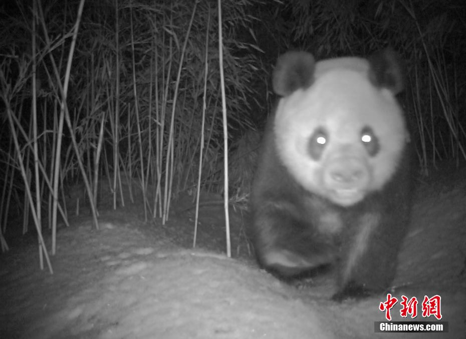 四川省綿竹で野生のパンダの映像撮影に成功