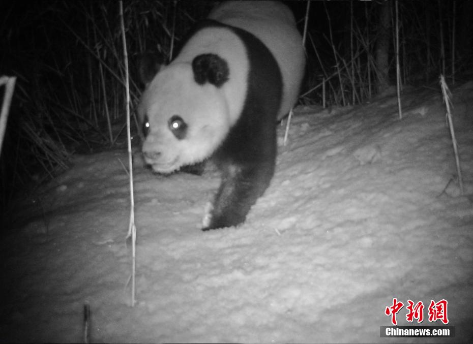 九頂山省級自然保護区綿竹管理ステーションの赤外線カメラが捉えた野生のパンダの活動記録（画像提供・綿竹市委員会宣伝部）。