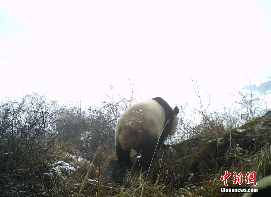 四川省綿竹で野生のパンダの映像撮影に成功