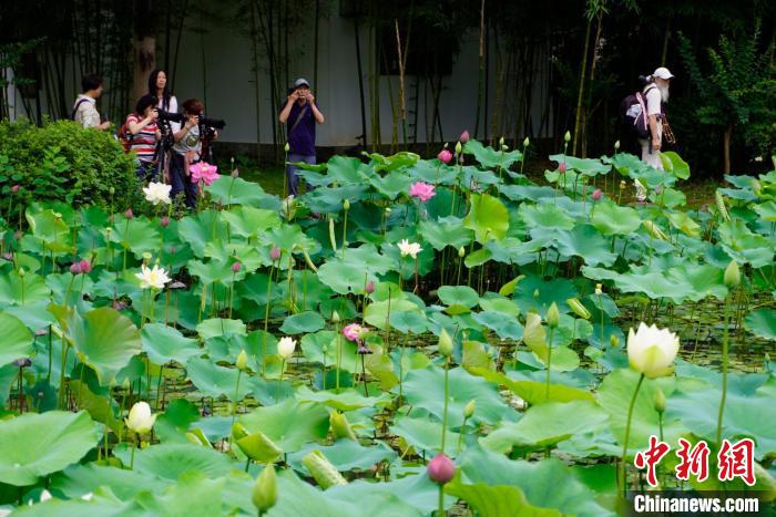第1回蓮の花文化フェスティバルが開催　福建省福州