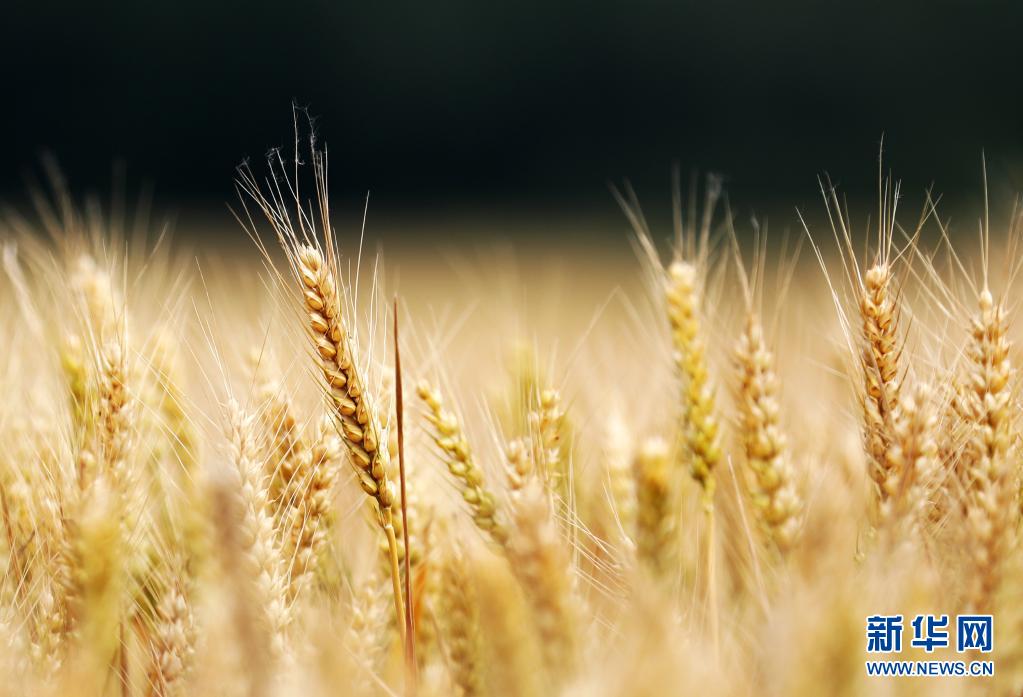 5月26日、山東省臨沂市郯城県郯城街道三井村で栽培されている小麦（撮影・張春雷）。