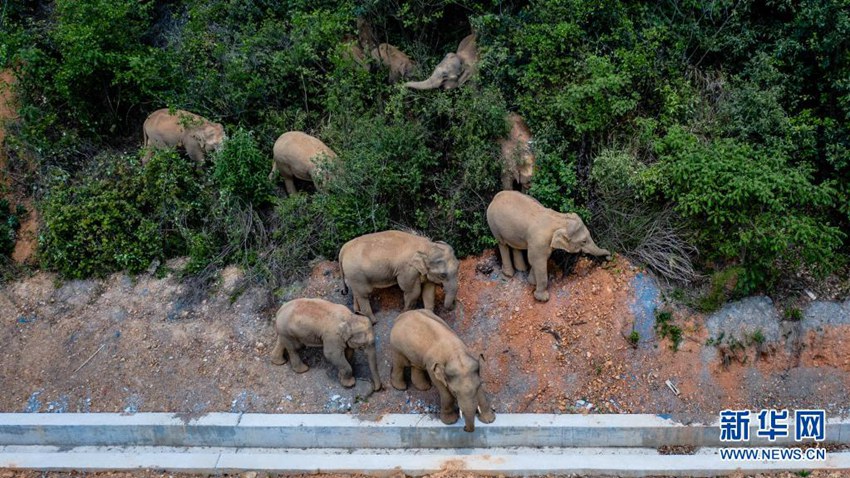 野生のアジアゾウ15頭が北へ移動　昆明の市街地に接近