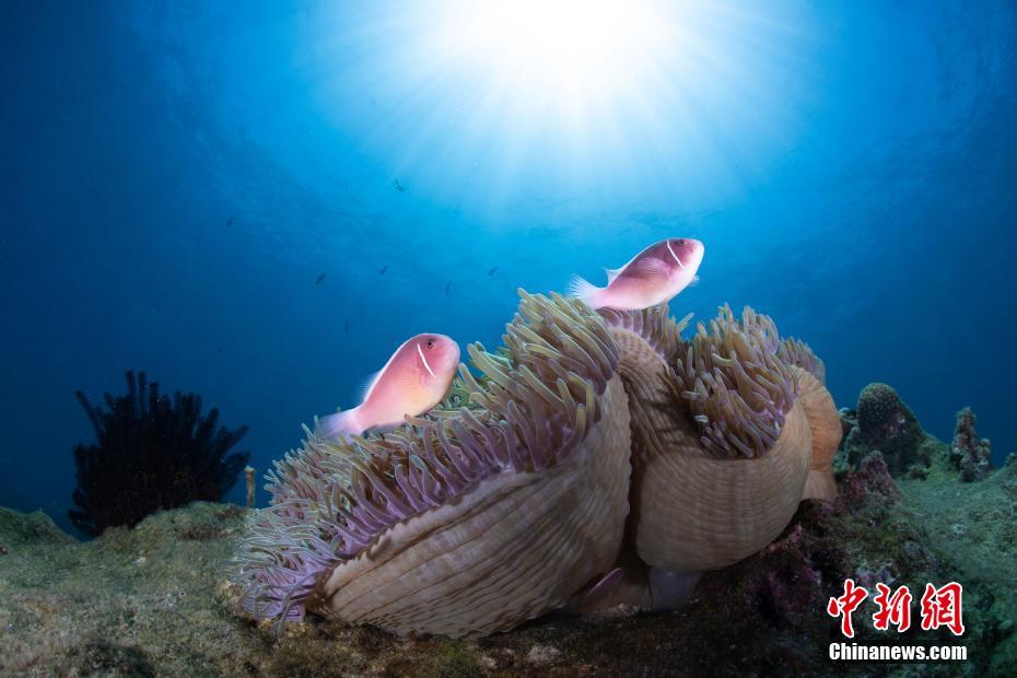 水中カメラマンがとらえた鮮やかな海底の世界　海南省三亜