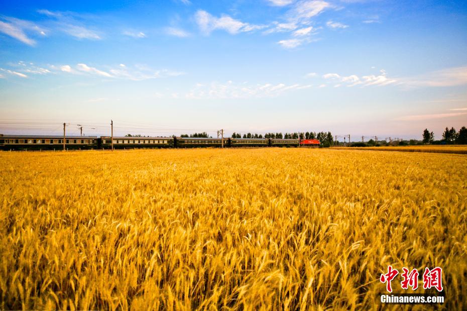 鉄道沿線も夏の収穫で大忙し　河南省南陽