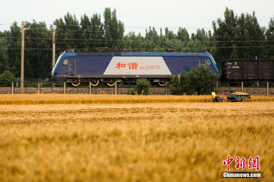 鉄道沿線も夏の収穫で大忙し　河南省南陽