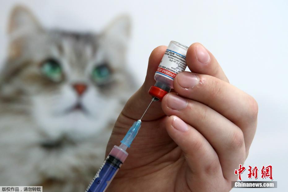 ロシア、世界初となる動物用新型コロナウイルスワクチンの接種開始