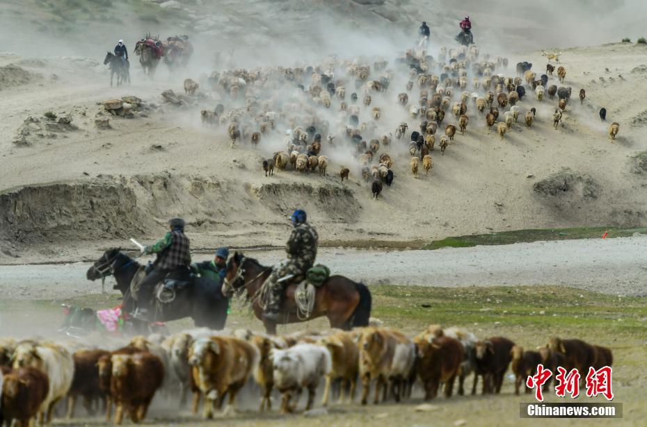 家畜を追い立てながら、水や草が豊富な高山の夏の放牧場に移動する牧畜民（撮影・劉新）。