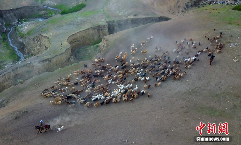 家畜百万頭が夏の放牧場へと大移動　新疆