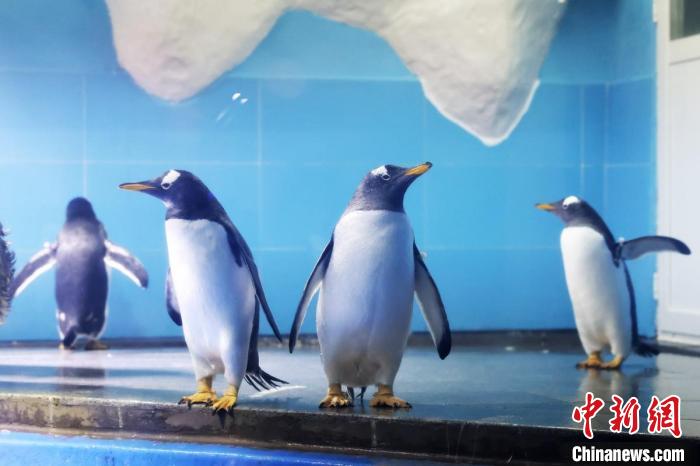 南京海底世界にやって来た4羽のジェンツーペンギン（撮影・泱波）。