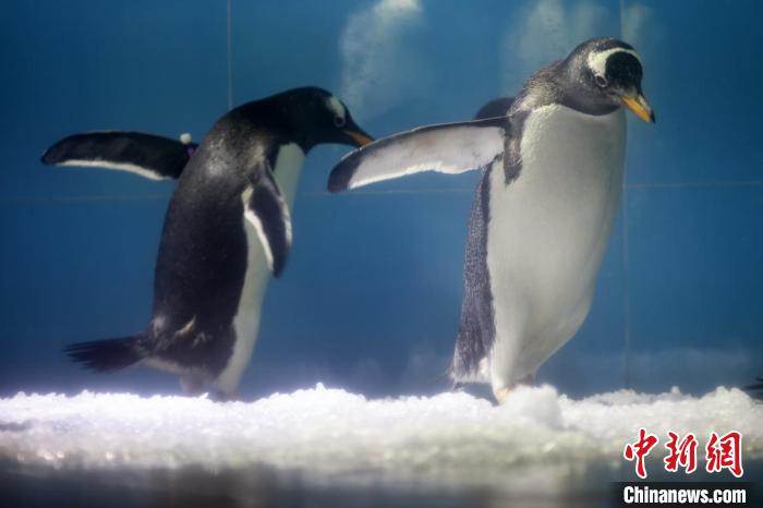 カワイイ！ジェンツーペンギン4羽の公開スタート　江蘇省南京海底世界