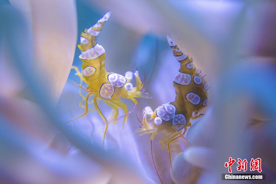 世界海洋デーに三亜の不思議な海洋生物を見る　海南省