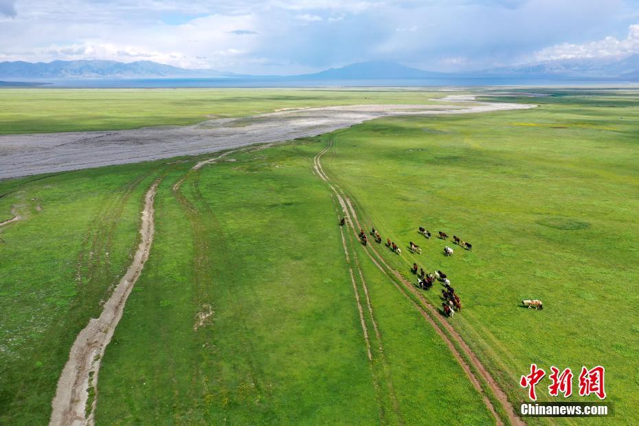 賽里木湖の海西草原で群れをなす羊や馬　新疆