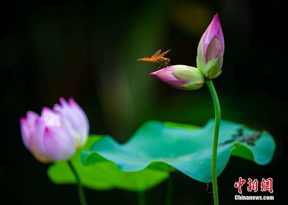 1本の茎に2つの蕾「双頭蓮」の開花待たれる玄武湖　江蘇省南京市