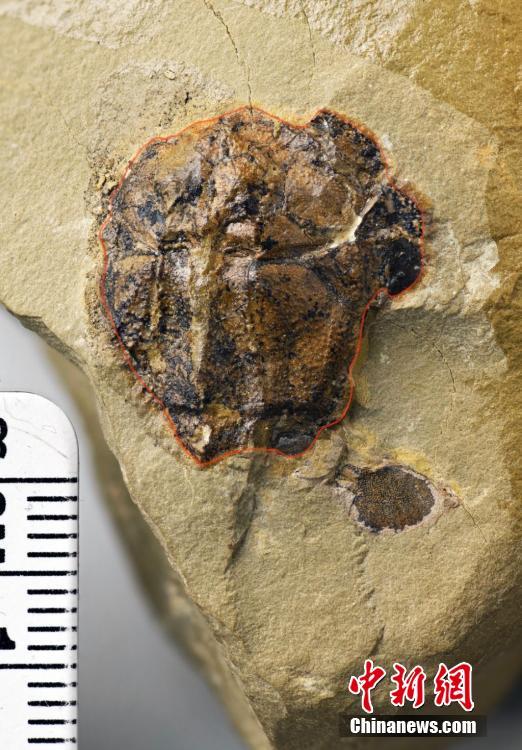 約4億2300万年前の新種の魚類化石を発見　重慶