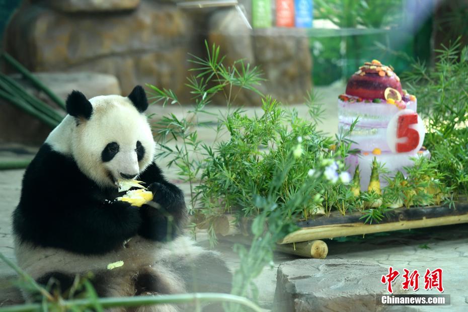 広西南寧「アイス・ケーキ」で5歳の誕生日を祝うパンダの兄妹